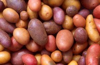 /album/fotogaleria/a800px-patates-jpg/