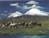 /album/fotogaleria/altiplano-jpg/