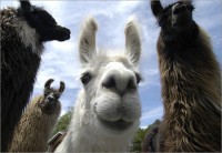 /album/fotogaleria/llama-jpg/