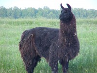/album/fotogaleria/llamaswizardpic1-jpg/