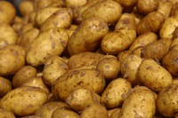 /album/fotogaleria/potato-jpg/