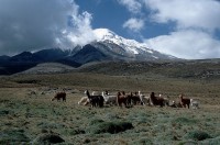 /album/ecuador/ecuadorchimborazo2004-jpg/