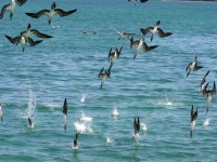 /album/ecuador/ecuadorgalappp-jpg/