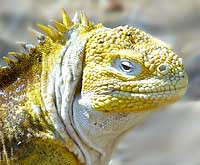 /album/ecuador/ecuadorgalapland-iguana-jpg/