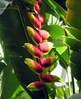 /album/bolivia/flornacboliviapatuju-jpg/