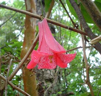 /album/chile1/flornacchilecopihue-jpg/