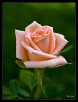 /album/ecuador/flornacecuadorrosa-jpg/