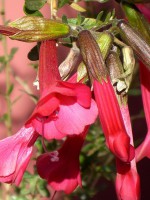 /album/peru/flornacperucantuta-jpg/
