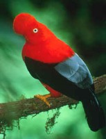 /album/peru/avenacperugallitodelaroca-jpg/