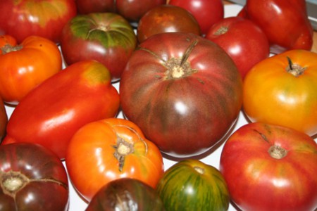 El tomate es nativo de Sudamérica