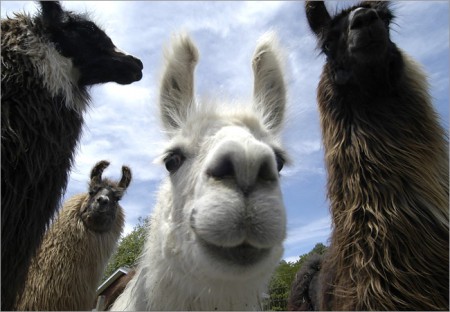 Llamas en variedad de colores