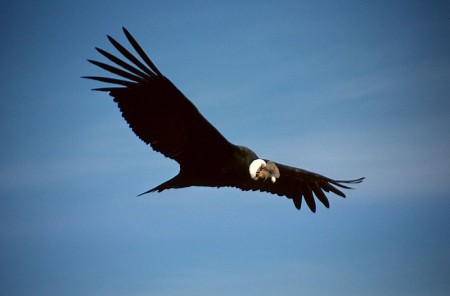 Ave nacional de Ecuador - Cóndor