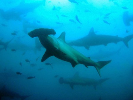 Tiburones Martillo en las Islas Galápagos