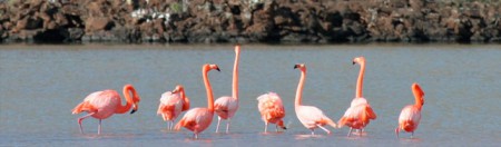 Flamencos en Isla Floreana - Galápagos