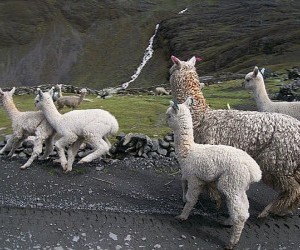 Llamas blancas - Perú