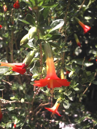 Flor nacional de Bolivia occidental - Kantuta