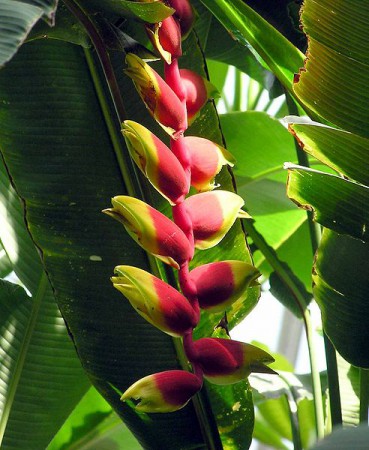Flor nacional de Bolivia oriental - Patuju