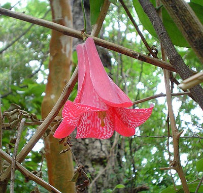 Flor nacional de Chile - Copihue