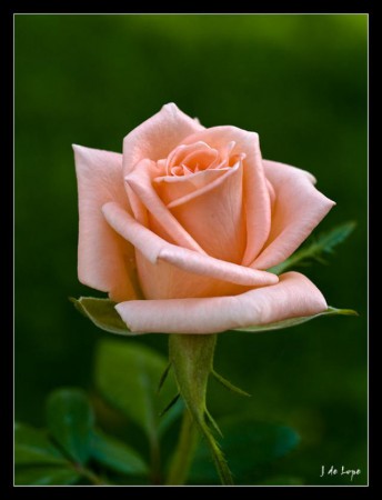 Flor nacional de Ecuador - Rosa